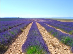 Photo de Moustiers-Sainte-Marie