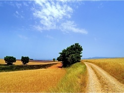 Photo de Valensole