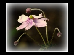 Photo faune et flore, Larmor-Plage - Anémone du Japon