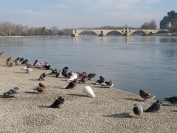 Photo de Avignon