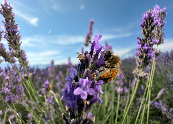 Une abeille sur une fleur de lavande