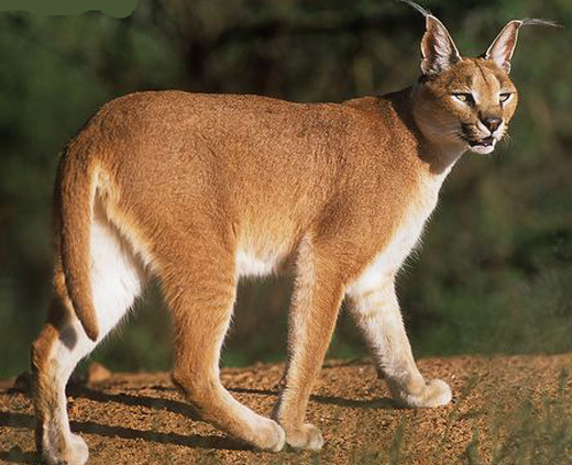 Caracal - wild cats - lynx | ფოცხვერი | focxveri