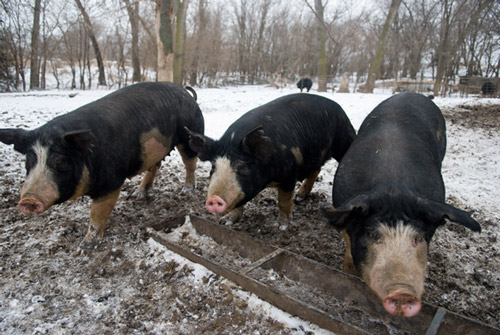 Berkshire - pig breeds | goris jishebi | ღორის ჯიშები