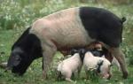 Angeln Saddleback | Pig | Pig Breeds