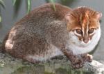 Flat-Headed Cat - wild cats - lynx | ფოცხვერი | focxveri