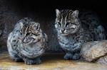 Iriomote Cat - wild cats - lynx | ფოცხვერი | focxveri