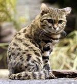 Black-Footed Cat - wild cats - lynx | ფოცხვერი | focxveri