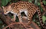 Margay - wild cats - lynx | ფოცხვერი | focxveri