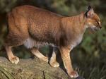 African Golden Cat - wild cats - lynx | ფოცხვერი | focxveri