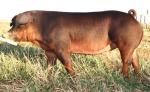 Duroc | Pig | Pig Breeds