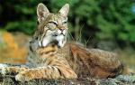 Bobcat - wild cats - lynx | ფოცხვერი | focxveri