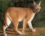 Caracal - wild cats - lynx | ფოცხვერი | focxveri