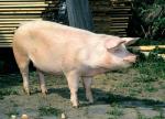 Czech Improved White | Pig | Pig Breeds