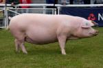 Welsh | Pig | Pig Breeds