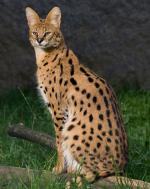 Serval - wild cats - lynx | ფოცხვერი | focxveri