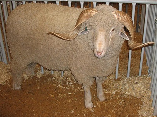 Rambouillet  sheep