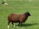 Zwartbles  sheep