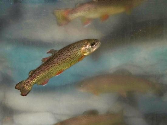 Fish being released in water