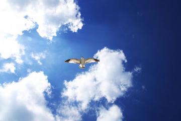 Bill Baggs Cape Florida State Park - Seagull flying