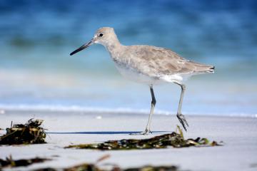 Gasparilla Island State Park - Willet on the beach