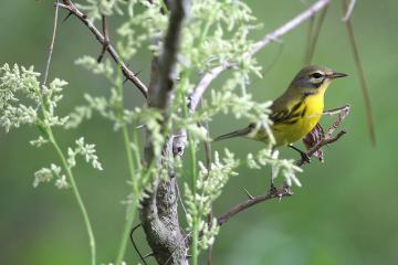 Honeymoon Island State Park - Bird on a limb