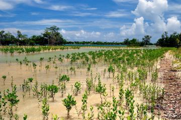 Oleta River State Park - A new growth of mangroves