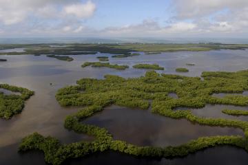 An aerial photo of coastal mangroves at Rookery Bay National Estuarine Research Reserve