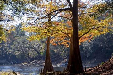 The Suwannee River