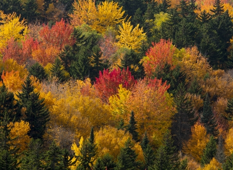 An aerial view of red, yellow, orange and green trees.