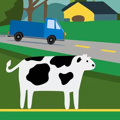 Illustration shows cow in foreground with blue truck on road behind it.