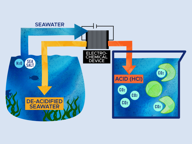 Illustration showing marine carbon dioxide removal. Seawater on the left containing H2O and sea salt molecules enter an electrochemical device in the middle. De-acidified seawater leaves the device and goes back into the ocean. Acid containing HCl leaves the device and goes into a beaker on the right that contains seawater and microalgae. CO2 molecules form in the beaker. The microalgae eat the CO2 molecules and grow quickly.