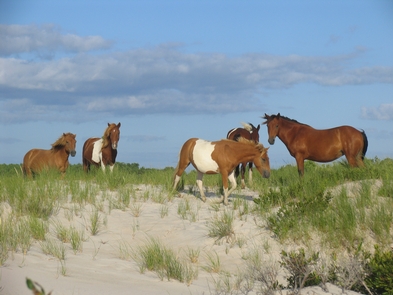 Preview photo of Assateague Island National Seashore