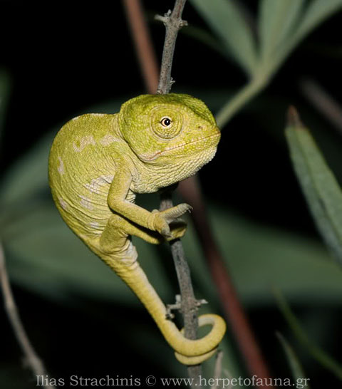 © Ilias Strachinis herpetofauna.gr