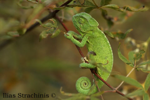 http://www.herpetofauna.gr/ Ilias Strachinis © Χαμαιλέον Σάμος