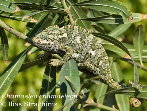 Χαμαιλέοντας Mediterranean Chameleon Chamaeleo chamaeleon