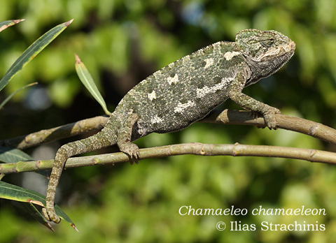 Χαμαιλέοντας Mediterranean Chameleon Chamaeleo chamaeleon