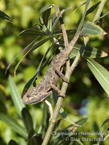 Χαμαιλέοντας Mediterranean Chameleon Chamaeleo chamaeleon