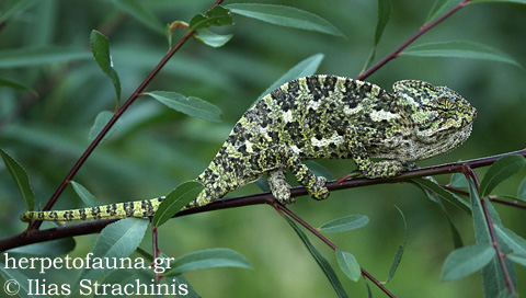 χαμαιλέοντας, Chamaeleo chamaeleon , Mediterranean Chameleon