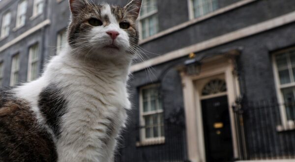 epa11454463 Larry, the Downing Street cat, sits on the street outside No. 10 ahead of the election in London, Britain, 03 July 2024. The UK is set to hold a general election on 04 July with the opposition Labour Party currently leading the Conservative Party by twenty points in the polls.  EPA/ANDY RAIN