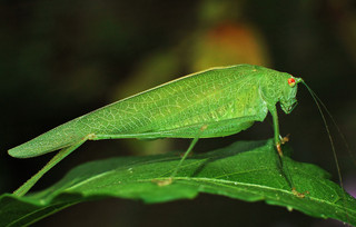 Tettigonia viridissima...