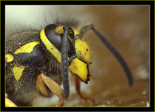 Wasp