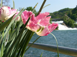 Tulipn am Rheinfall