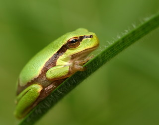 green frog