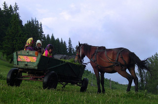 Cignylet (kzepesben nzztek)