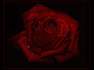 deep red rose