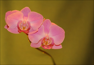 Orchidea