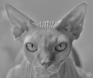 Sphynx Portr