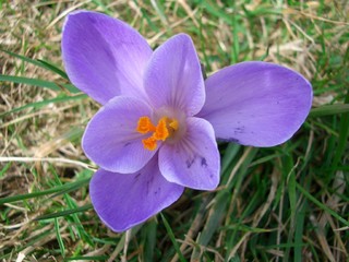 Crocus