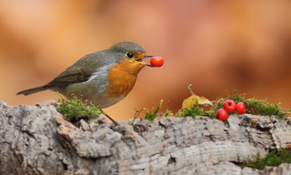 Robin ( B. verzi)