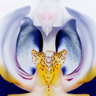 Orchidea